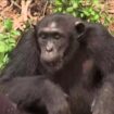 Des volontaires protègent les chimpanzés dans un sanctuaire au Cameroun