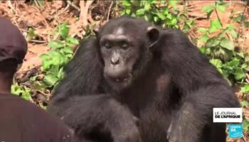 Des volontaires protègent les chimpanzés dans un sanctuaire au Cameroun