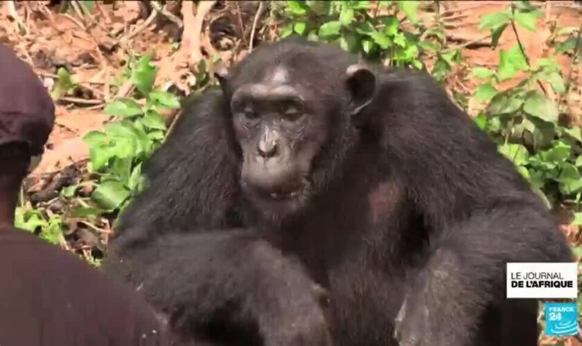 Des volontaires protègent les chimpanzés dans un sanctuaire au Cameroun