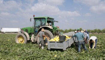 El campo y las empleadas del hogar fulminan 176.000 empleos desde que arrancó la escalada del salario mínimo y a las puertas de una nueva subida del 4%