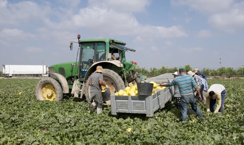 El campo y las empleadas del hogar fulminan 176.000 empleos desde que arrancó la escalada del salario mínimo y a las puertas de una nueva subida del 4%