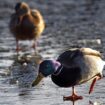 Firefighters pluck duck from icy pond in Lower Saxony