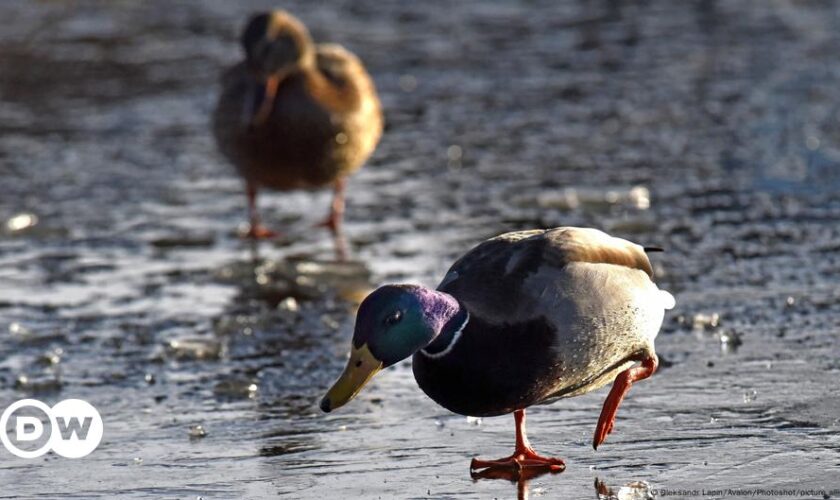 Firefighters pluck duck from icy pond in Lower Saxony