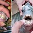 Fish with 'human teeth' makes a splash as seafood find goes viral