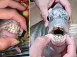 Fish with 'human teeth' makes a splash as seafood find goes viral