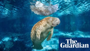 Florida’s manatees are actually relative newcomers, historical research suggests