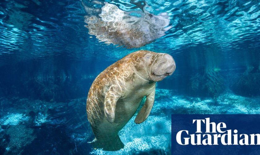 Florida’s manatees are actually relative newcomers, historical research suggests