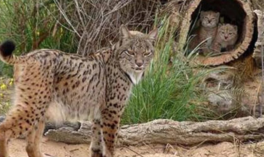 Fundación Artemisan inicia las charlas sobre el lince ibérico de Life Lynxconnect en Castilla-La Mancha