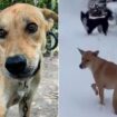 Heartwarming moment dog rescued from shack in Thai jungle walks on English snow for first time