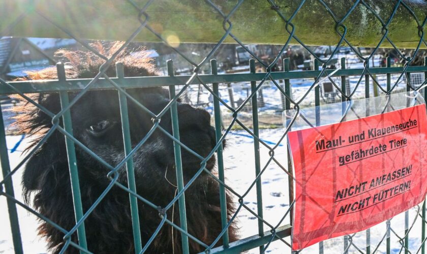 Der Hessische Bauernverband rät Tierhalter dringend, die notwendige Maßnahmen zum Schutz vor einer Ausbreitung der Maul- und Kla