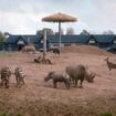 Horrifying scenes at Colchester Zoo as rhino kills zebra in front of terrified kids