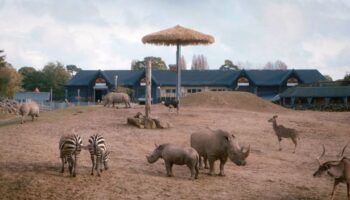 Horrifying scenes at Colchester Zoo as rhino kills zebra in front of terrified kids