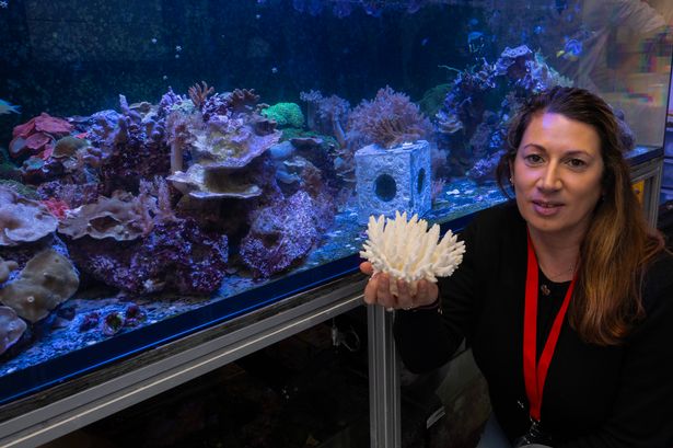 How landlocked part of UK has become world leader in saving coral reefs – and all of humanity