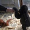 Istanbul: Geschmuggeltes Gorillababy kommt im Zoo wieder zu Kräften