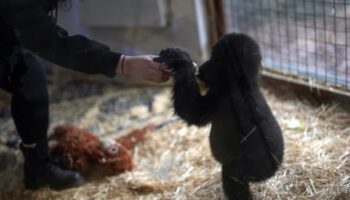 Istanbul: Geschmuggeltes Gorillababy kommt im Zoo wieder zu Kräften