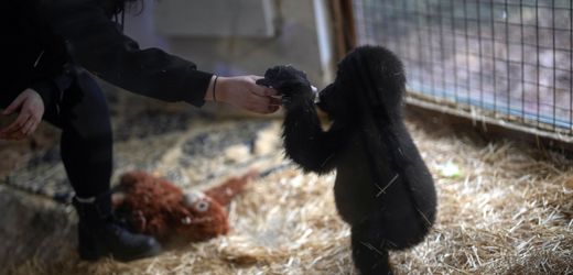 Istanbul: Geschmuggeltes Gorillababy kommt im Zoo wieder zu Kräften