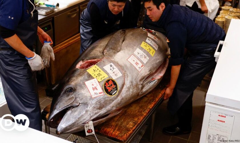 Japan: Tuna 'as fat as a cow' sells for $1.3 million