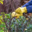 King Charles' gardener warns 'common' snow mistake can be deadly