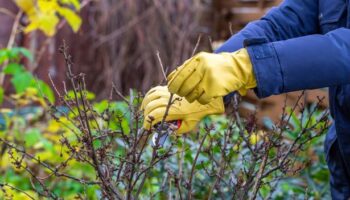 King Charles' gardener warns 'common' snow mistake can be deadly