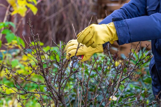 King Charles' gardener warns 'common' snow mistake can be deadly