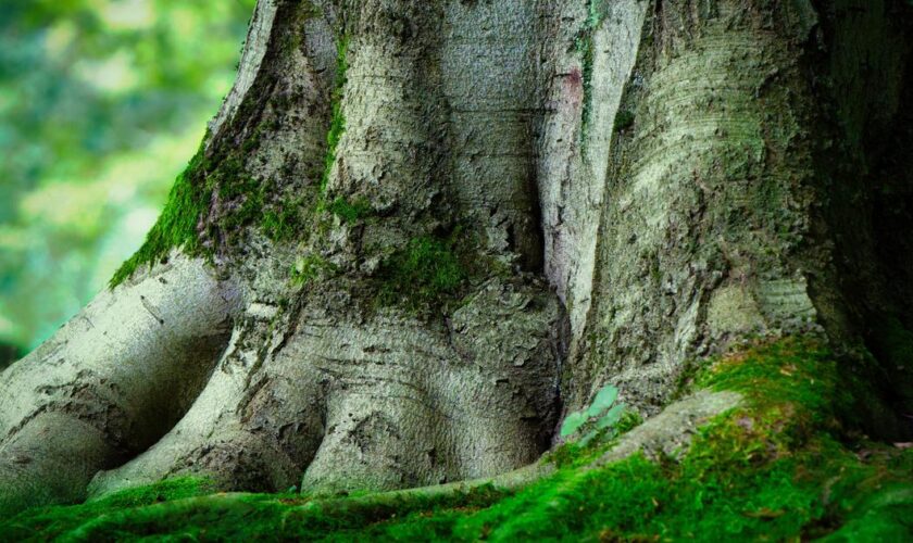 L’Arbre de l’Année 2024 est Breton