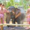 La Policía tailandesa investiga la muerte de la turista española atacada por el elefante al que bañaba