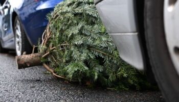 Lebensmittelsicherheit: Verzehr von Weihnachtsbaum-Nadeln nur bei jungen Bäumen empfohlen