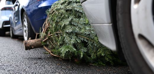 Lebensmittelsicherheit: Verzehr von Weihnachtsbaum-Nadeln nur bei jungen Bäumen empfohlen