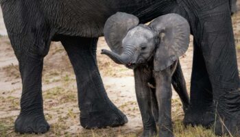 L'humain a forcé l'éléphant à supprimer ses défenses et l'hirondelle à rapetisser ses ailes