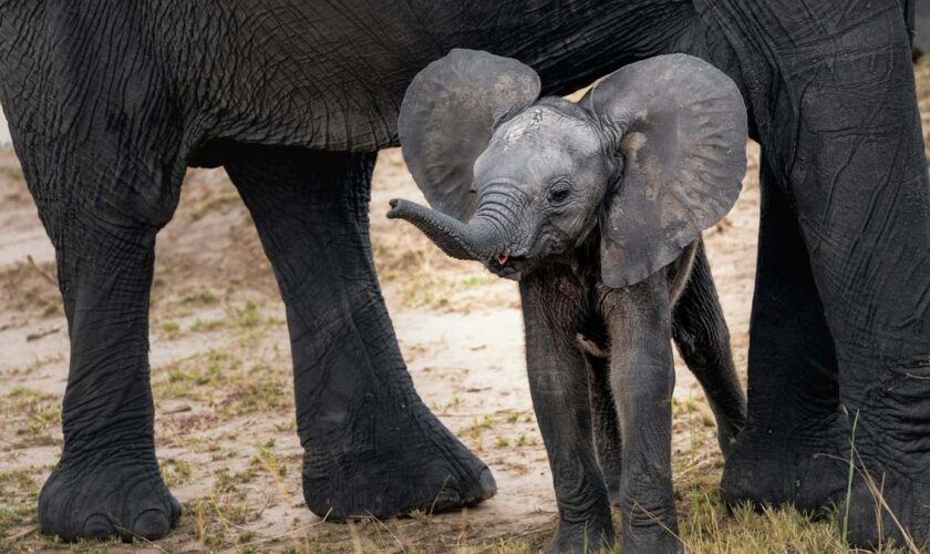 L'humain a forcé l'éléphant à supprimer ses défenses et l'hirondelle à rapetisser ses ailes