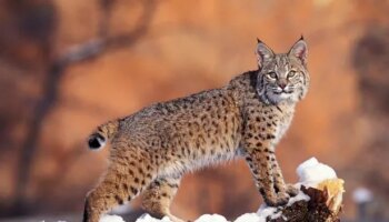 Lynx on loose with public warned to not approach in suspected 'illegal release'