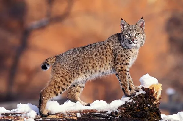 Lynx on loose with public warned to not approach in suspected 'illegal release'