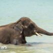 Mahout charged after elephant gores tourist to death