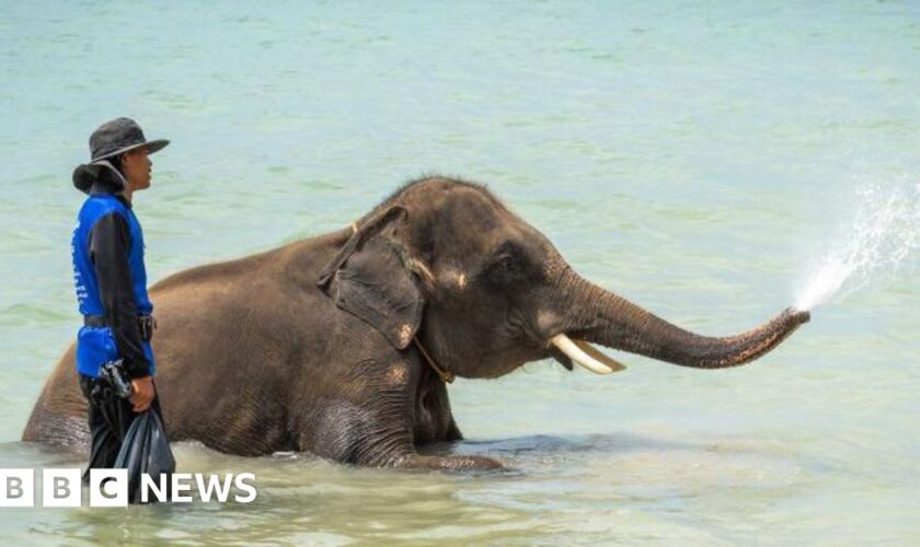 Mahout charged after elephant gores tourist to death