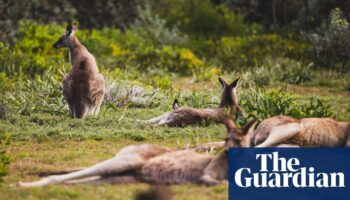 Man accused of shooting dead 98 kangaroos on NSW army base denies all charges