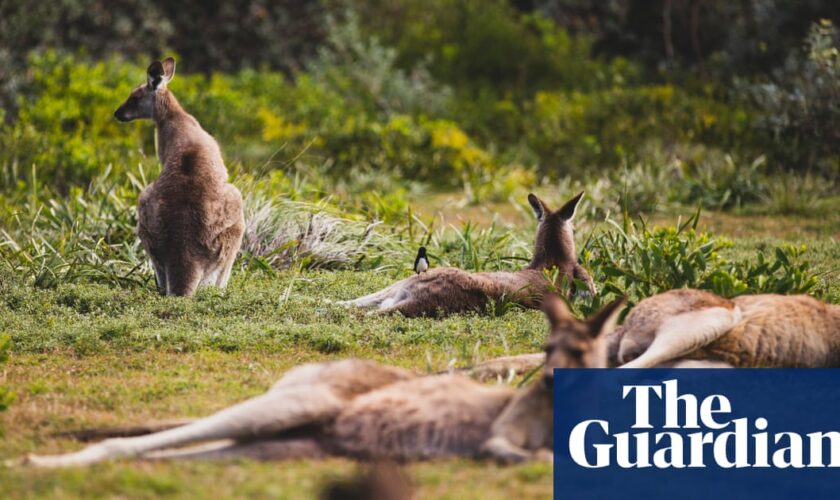 Man accused of shooting dead 98 kangaroos on NSW army base denies all charges