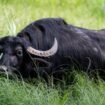 Maul- und Klauenseuche: Virustyp in Wasserbüffel-Herde in Brandenburg identifiziert