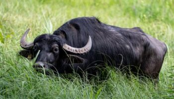 Maul- und Klauenseuche: Virustyp in Wasserbüffel-Herde in Brandenburg identifiziert