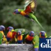 Mystery syndrome killing rainbow lorikeets and flying foxes leaves scientists baffled