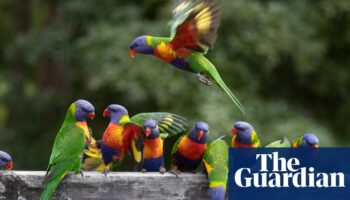 Mystery syndrome killing rainbow lorikeets and flying foxes leaves scientists baffled