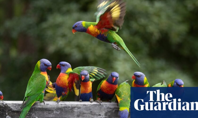 Mystery syndrome killing rainbow lorikeets and flying foxes leaves scientists baffled