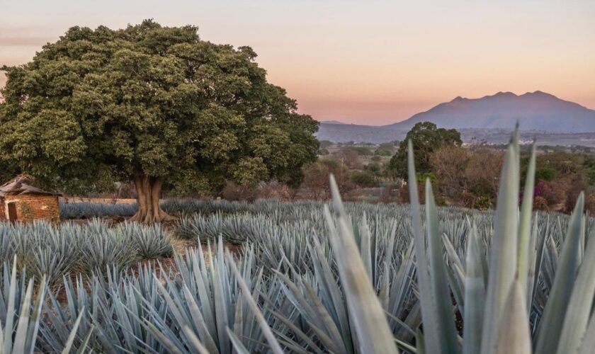 Notre road-trip au Mexique, le long de l’envoûtante route de la tequila