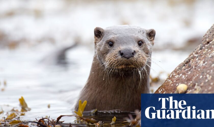 Otters among UK wildlife carrying toxic ‘forever chemicals’, analysis shows