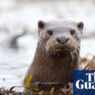 Otters among UK wildlife carrying toxic ‘forever chemicals’, analysis shows