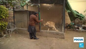 Pakistan : l'obsession des influenceurs pour les lions et tigres de compagnie