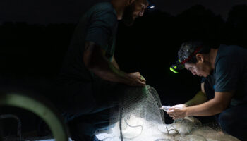 Panama Canal’s Expansion Opened Routes for Fish to Relocate