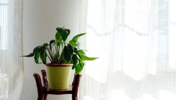 Peace lily owners 'must do one thing' to save houseplant, claims expert