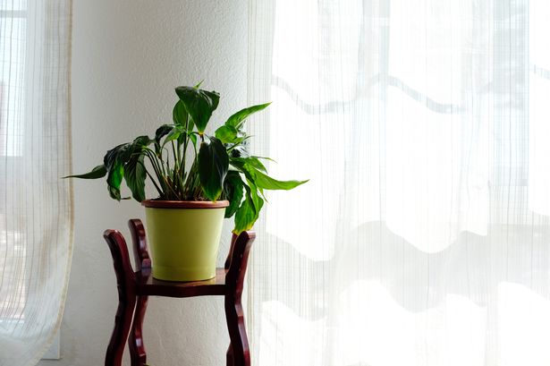 Peace lily owners 'must do one thing' to save houseplant, claims expert