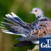 Phew! Turtle doves shoot ban triggers bird species recovery