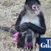 Prima(te) ballerina: errant monkey in a tutu leads Missouri police a merry dance